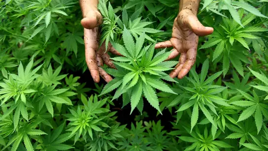 Plantas de marihuana Plantas de marihuana