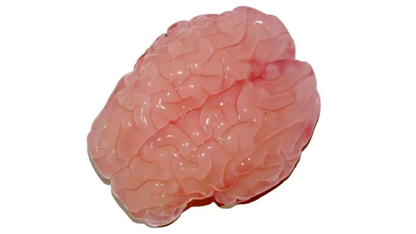 Imagen de la replica del cerebro en 3D Imagen de la replica del cerebro en 3D