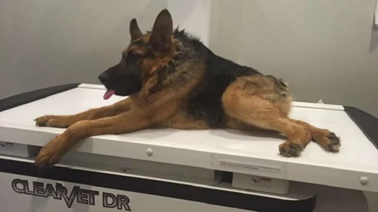Imágen de Quasimodo, el perro que sufre el síndrome de la columna rota Imágen de Quasimodo, el perro que sufre el síndrome de la columna rota