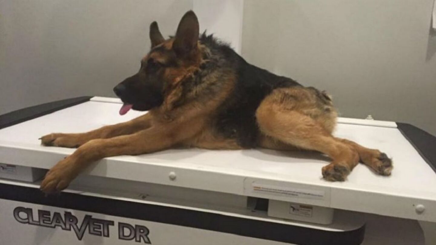 Im&aacute;gen de Quasimodo, el perro que sufre el s&iacute;ndrome de la columna rota