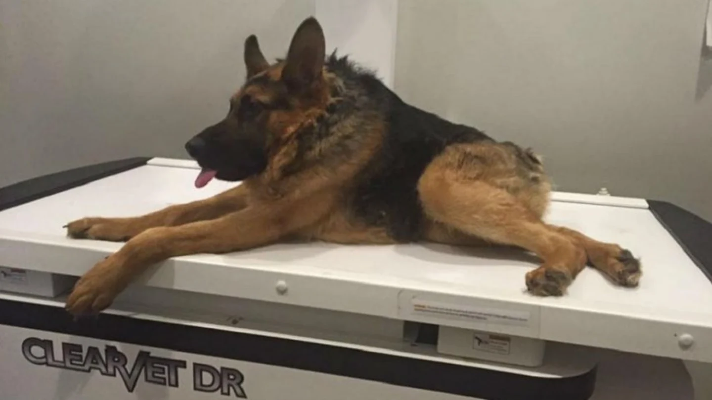 Imágen de Quasimodo, el perro que sufre el síndrome de la columna rota Imágen de Quasimodo, el perro que sufre el síndrome de la columna rota