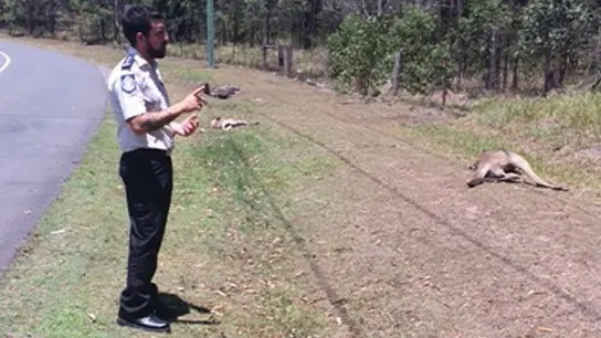 Imagen de canguros atropellados en Australia Imagen de canguros atropellados en Australia