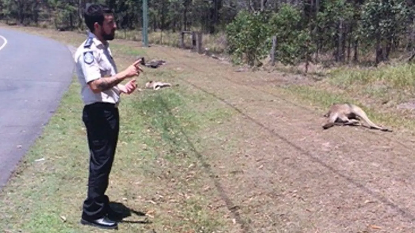 Imagen de canguros atropellados en Australia Imagen de canguros atropellados en Australia