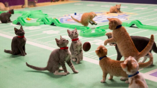 Gatitos compitiendo en la edici&oacute;n pasada de la Kitten Bowl