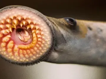Feromonas sexuales para evitar que las lampreas acaben con los peces de agua dulce Feromonas sexuales para evitar que las lampreas acaben con los peces de agua dulce