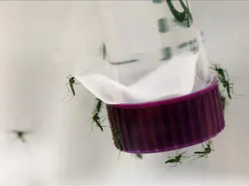 Virus Zika Virus Zika