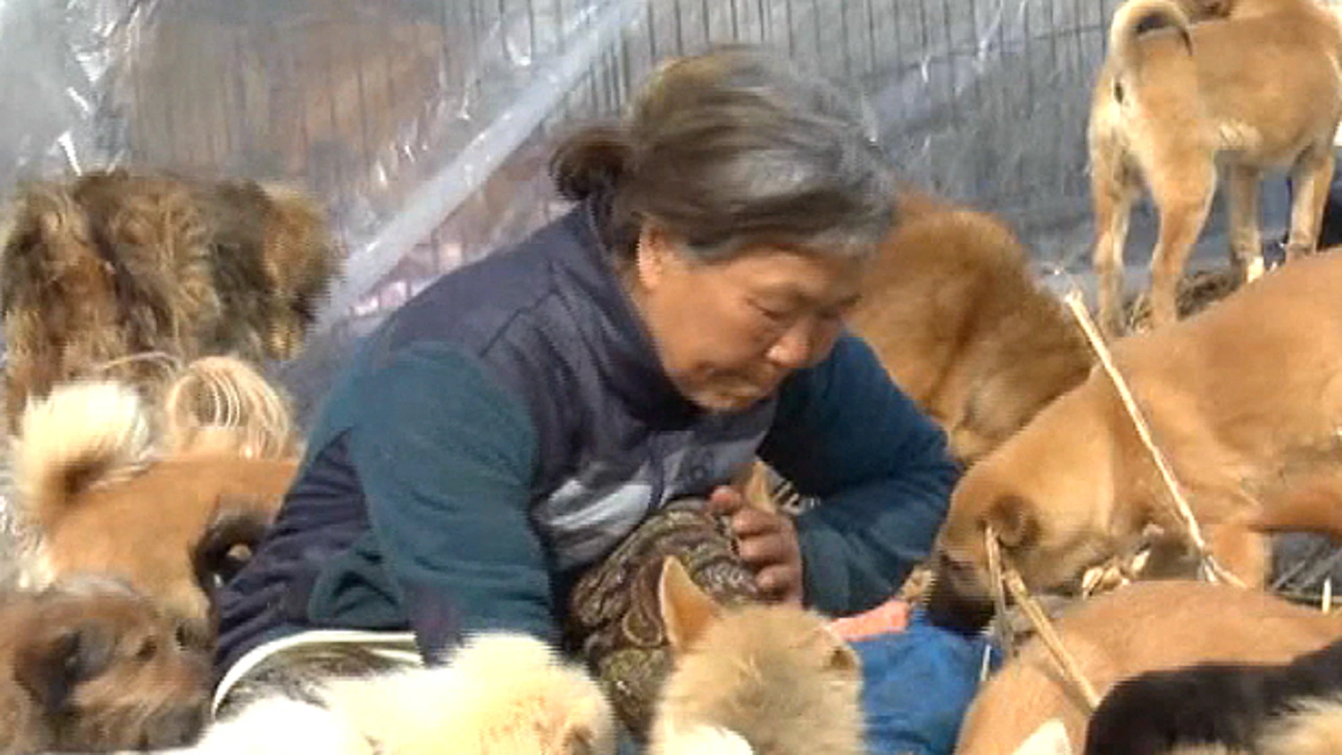 Una mujer coreana cuida de cientos de perros