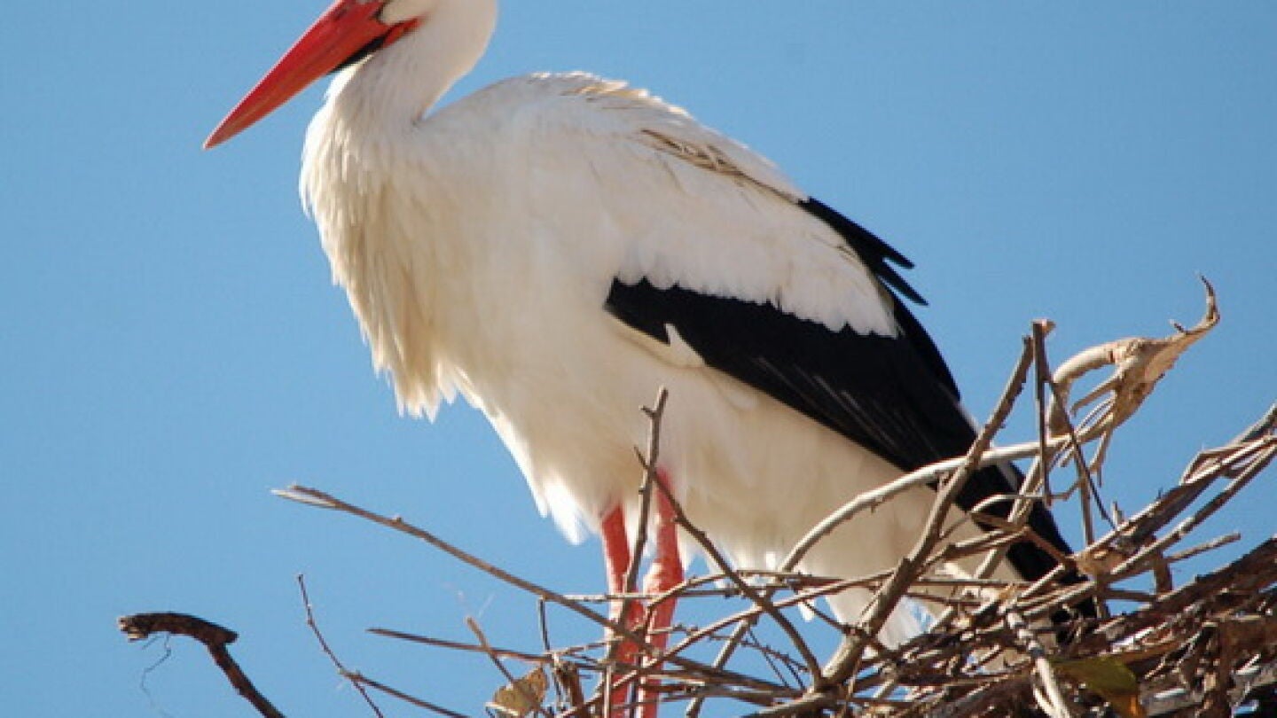 Imagen de la cig&uuml;e&ntilde;a blanca