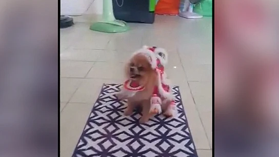 Un perro celebra el año nuevo chino Un perro celebra el año nuevo chino
