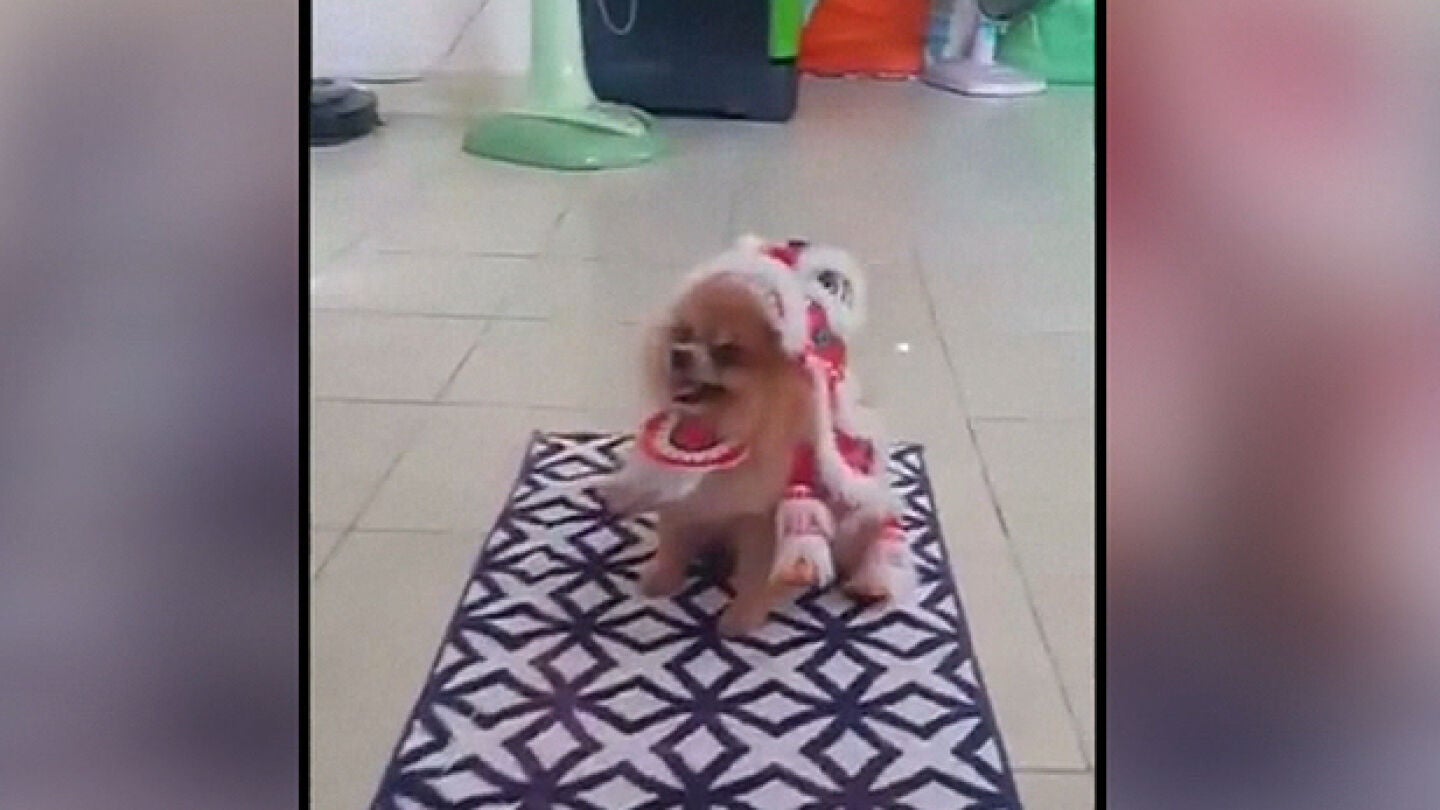 Un perro celebra el a&ntilde;o nuevo chino