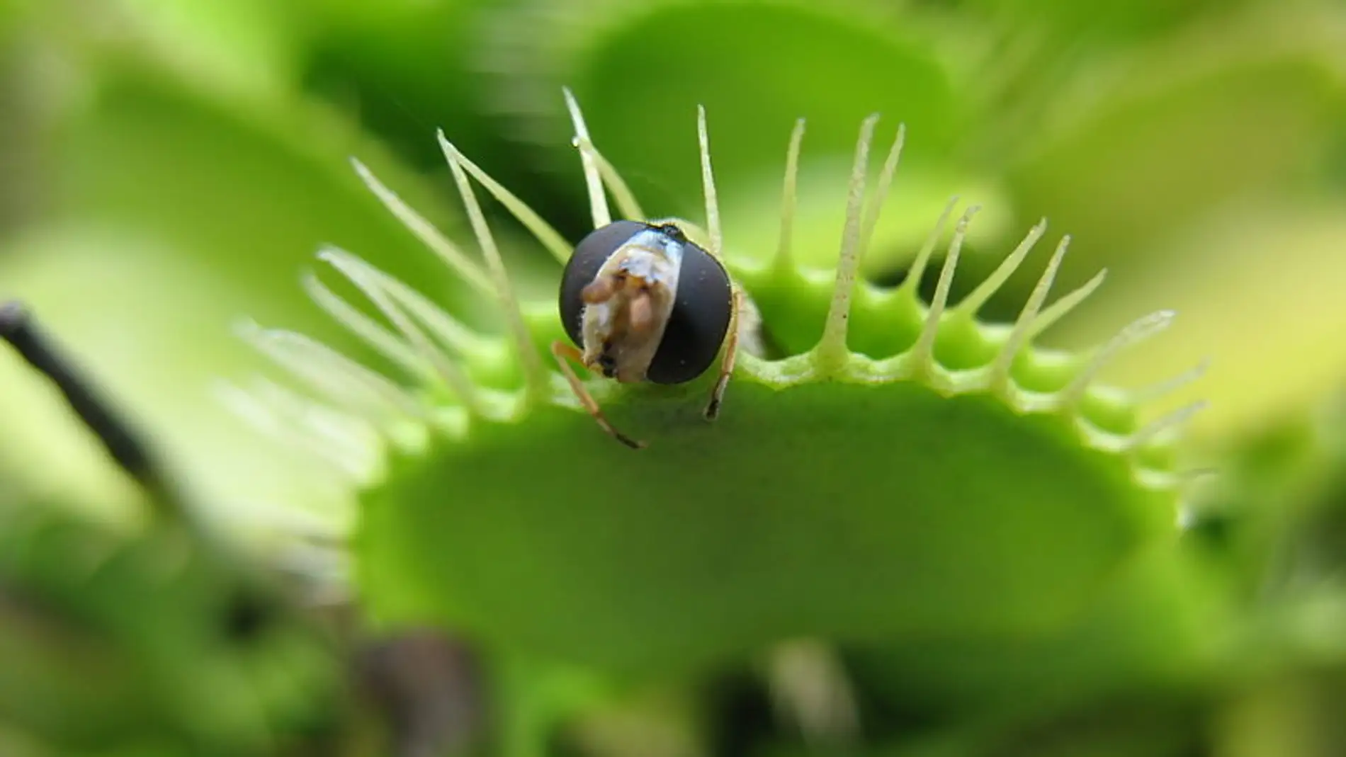 Dionaea muscipula in_action.
