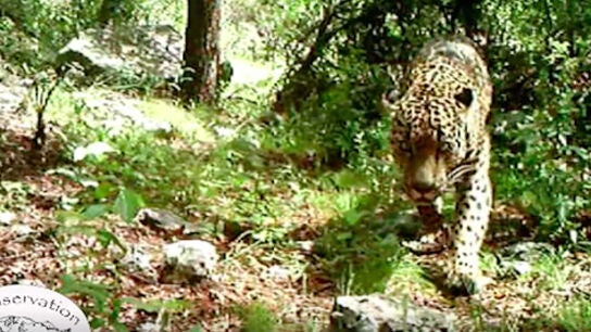 &Uacute;nico jaguar en libertad que vive en EEUU