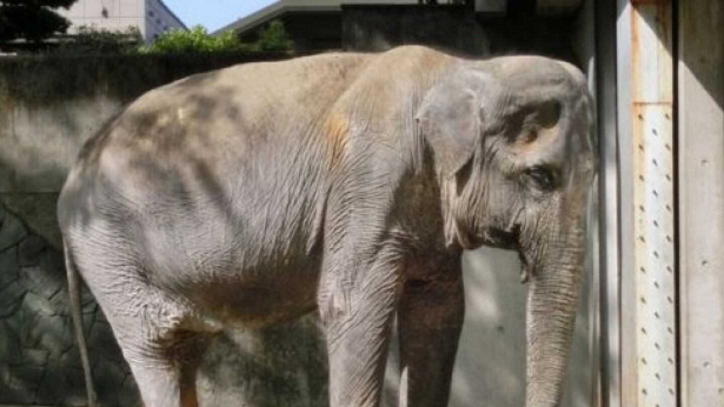 Elefante