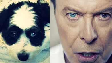 David Bowie y su perro Max David Bowie y su perro Max