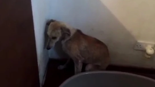 Un perro maltratado intenta esconderse Un perro maltratado intenta esconderse