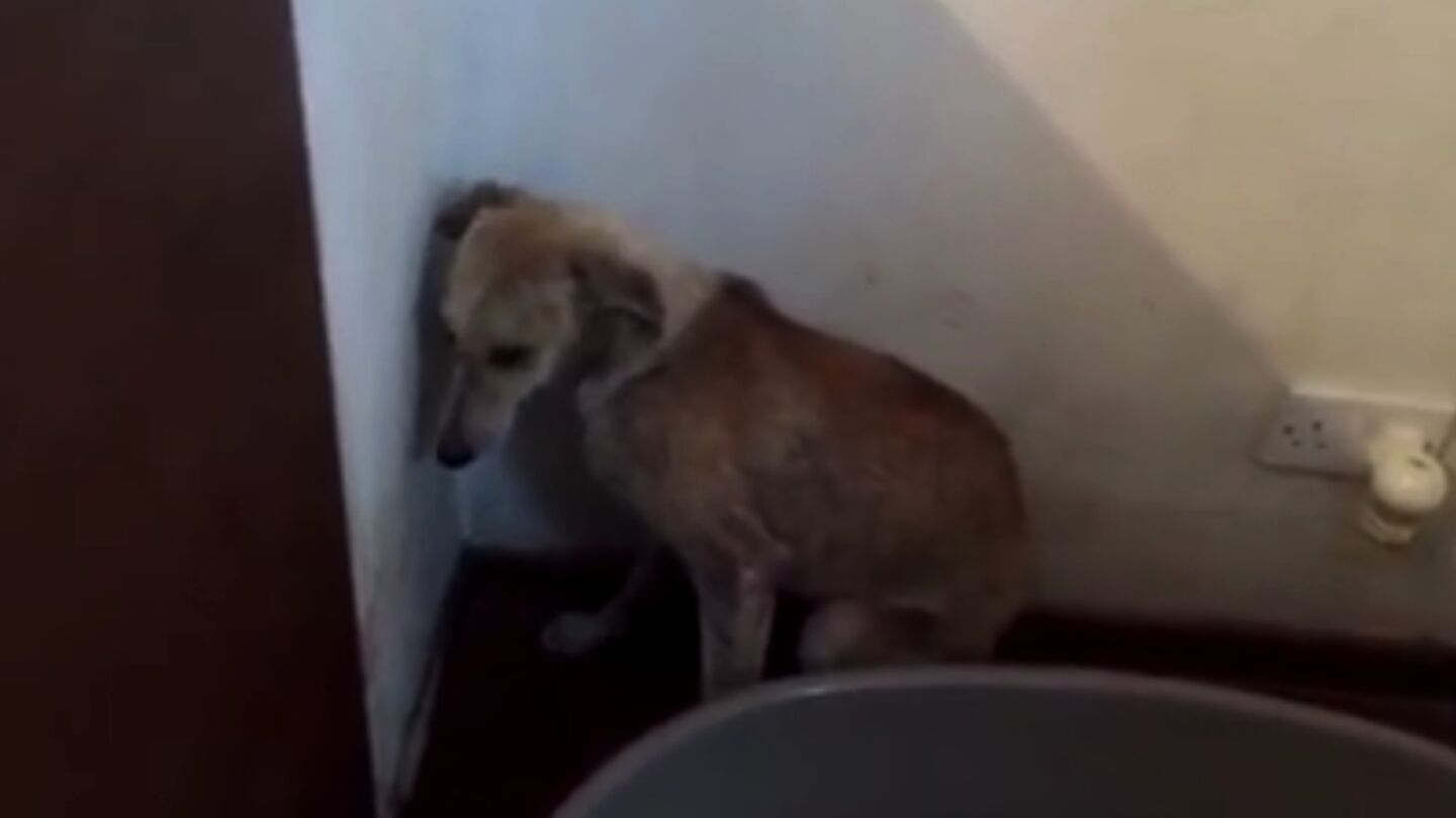 Un perro maltratado intenta esconderse