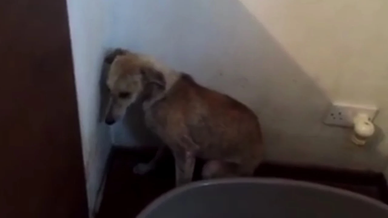 Un perro maltratado intenta esconderse
