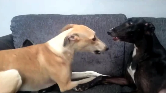 Un perro recuperado tras ser adoptado Un perro recuperado tras ser adoptado