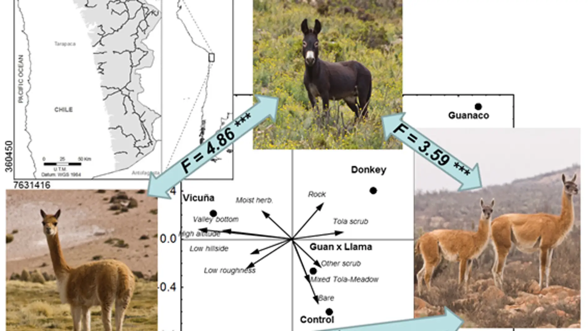 Burros asilvestrados y camélidos silvest