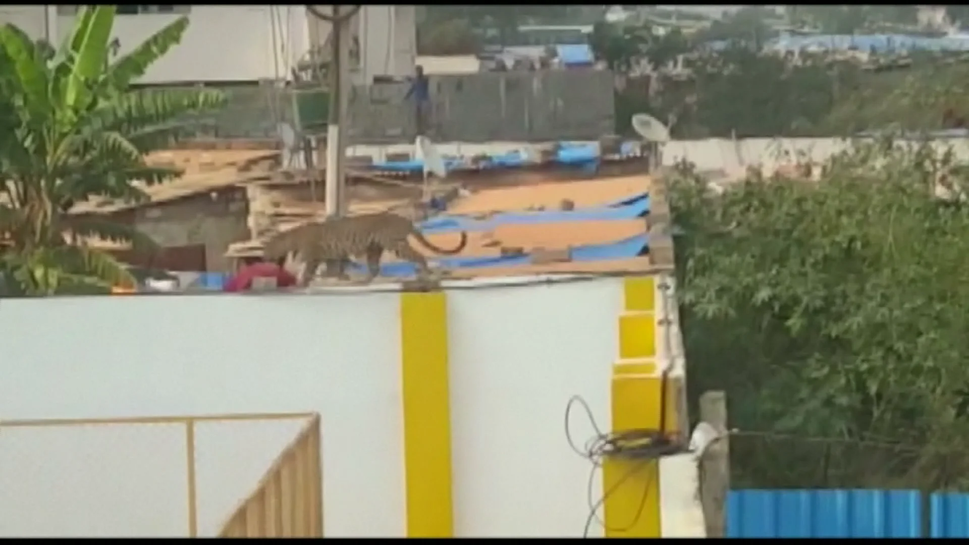 Imagen del leopardo capturado en la India