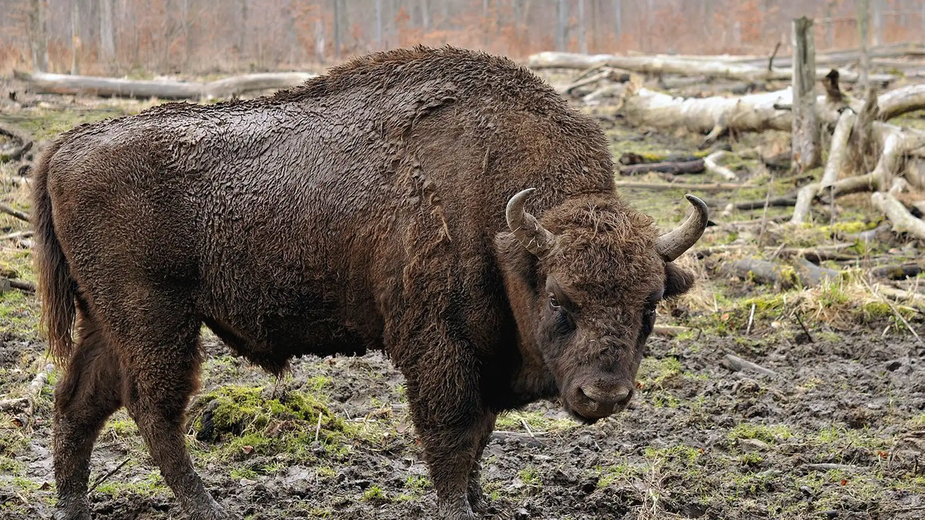 Bisonte europeo
