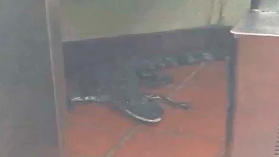 Imagen del caimán dentro de un restaurante de la cadena Wendy's en EEUU Imagen del caimán dentro de un restaurante de la cadena Wendy's en EEUU