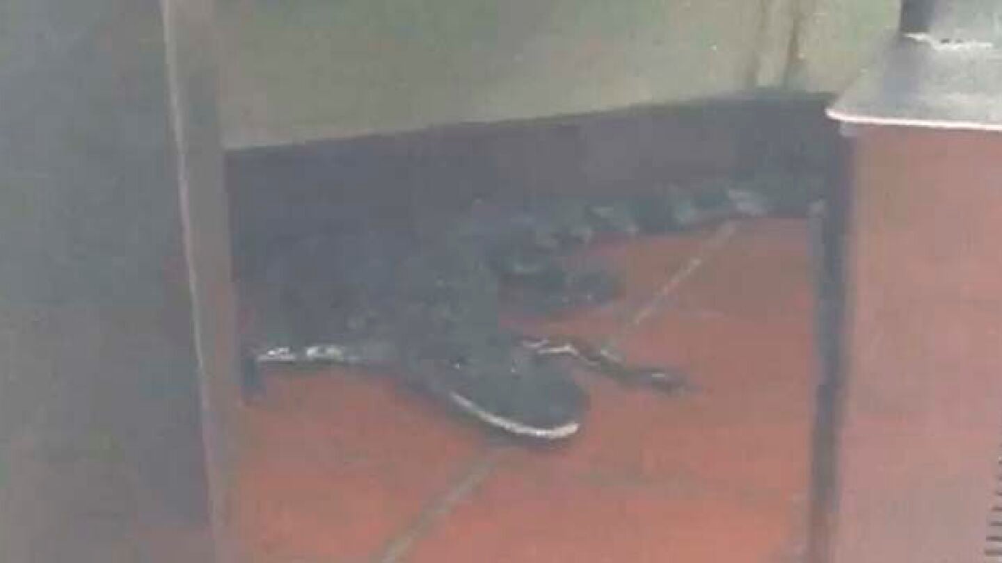 Imagen del caim&aacute;n dentro de un restaurante de la cadena Wendy's en EEUU