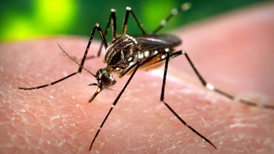 Aedes aegypti, mosquito vector del virus Zika Aedes aegypti, mosquito vector del virus Zika
