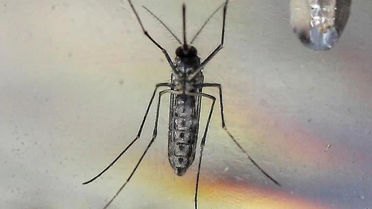 Imagen del mosquito Aedes Aegypti en un laboratorio Imagen del mosquito Aedes Aegypti en un laboratorio