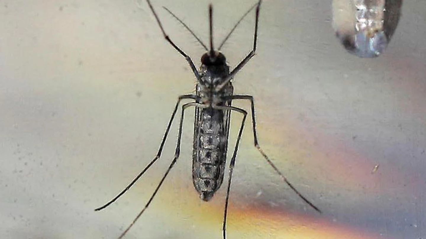 Imagen del mosquito Aedes Aegypti en un laboratorio Imagen del mosquito Aedes Aegypti en un laboratorio