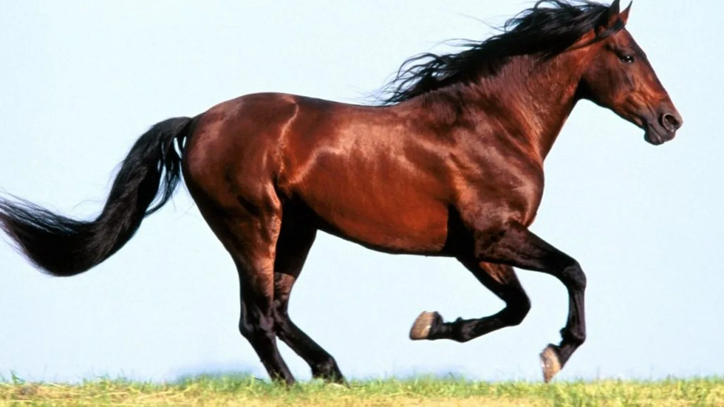 Imagen de un caballo Imagen de un caballo