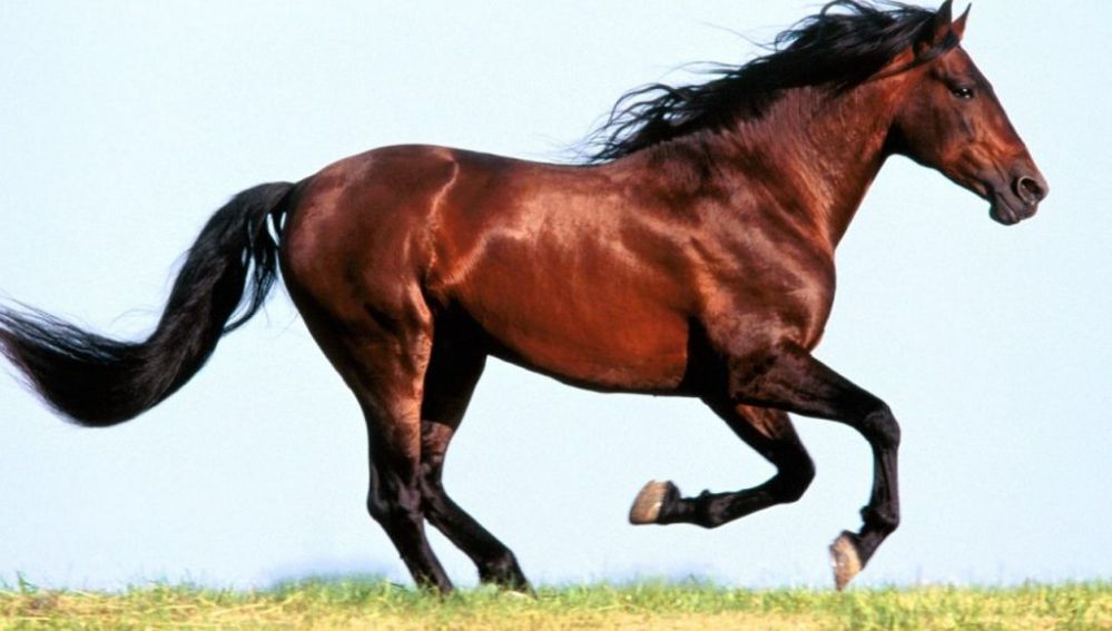 Imagen de un caballo
