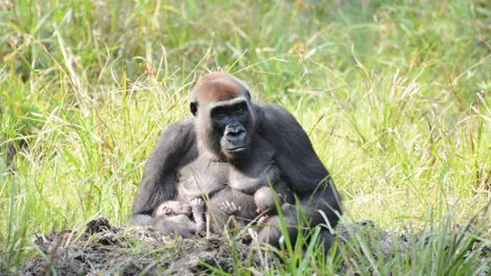 Imagen de los primero gemelos de gorilas occidentales en la República Centroafricana Imagen de los primero gemelos de gorilas occidentales en la República Centroafricana