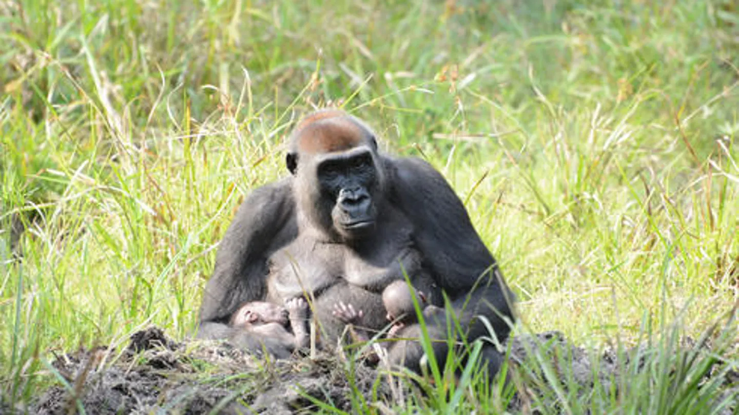 Imagen de los primero gemelos de gorilas occidentales en la República Centroafricana Imagen de los primero gemelos de gorilas occidentales en la República Centroafricana