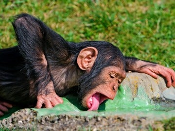 Un chimpancé bebiendo agua