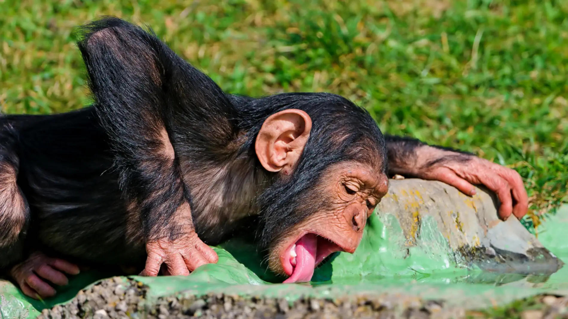 Un chimpancé bebiendo agua