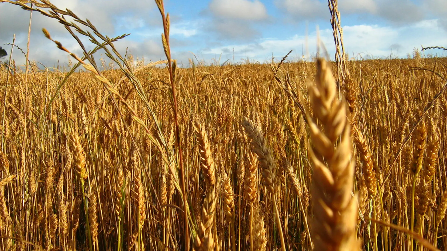 Campo de trigo, uno de los cereales que