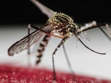 Mosquito transmisor del virus Zika Mosquito transmisor del virus Zika