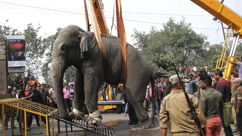 El elefante, en el proceso de traslado El elefante, en el proceso de traslado