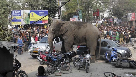 Un elefante siembra el pánico en la India Un elefante siembra el pánico en la India