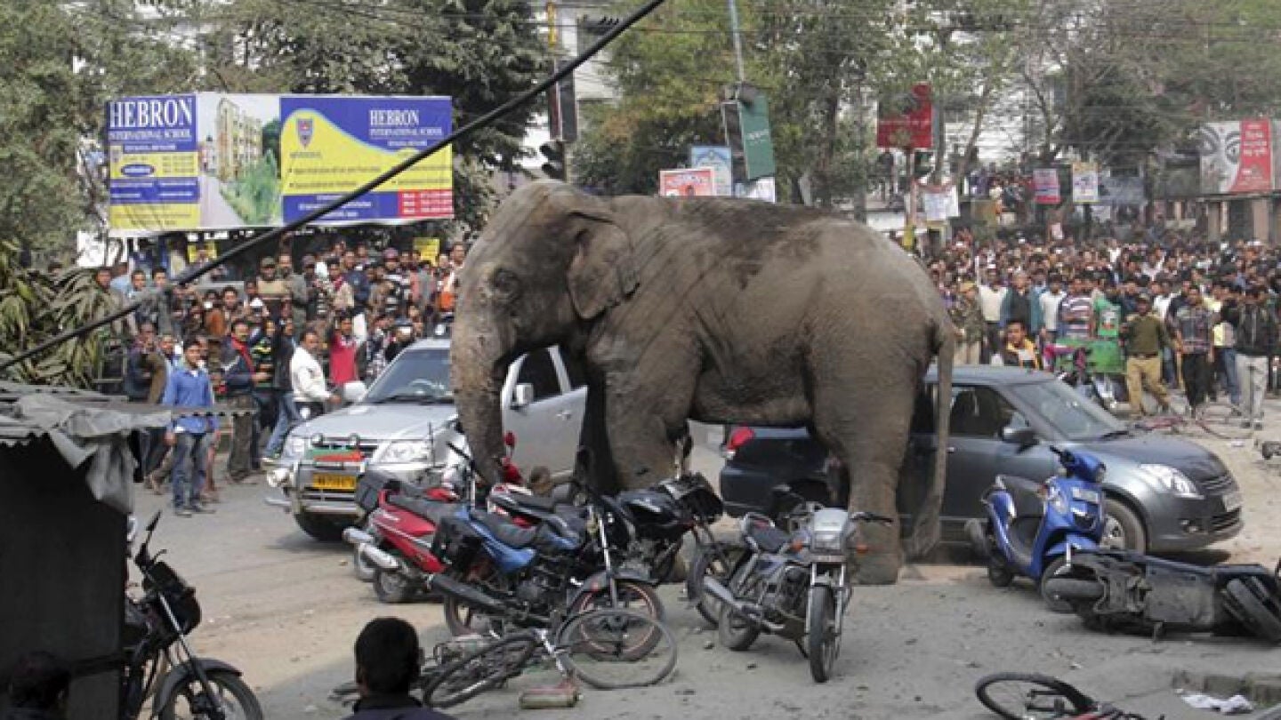 Un elefante siembra el p&aacute;nico en la India
