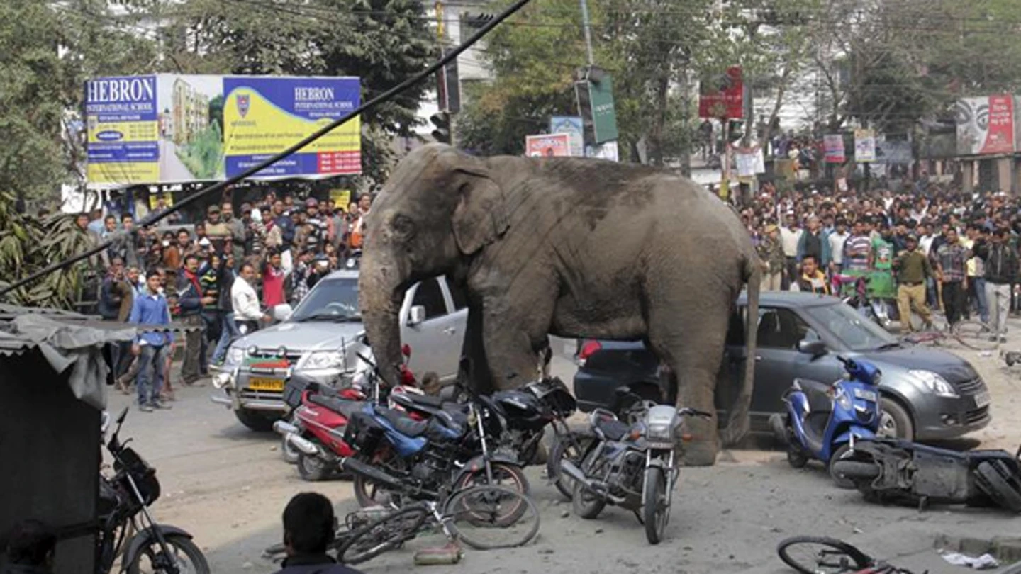 Un elefante siembra el pánico en la India Un elefante siembra el pánico en la India