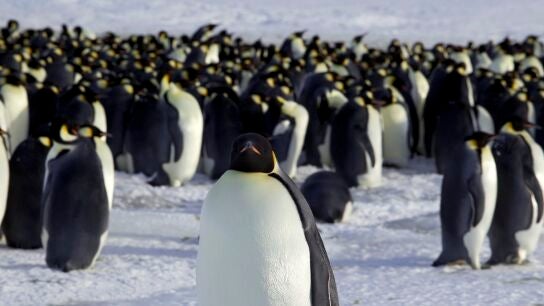 Un grupo de ping&uuml;inos en la Ant&aacute;rtida