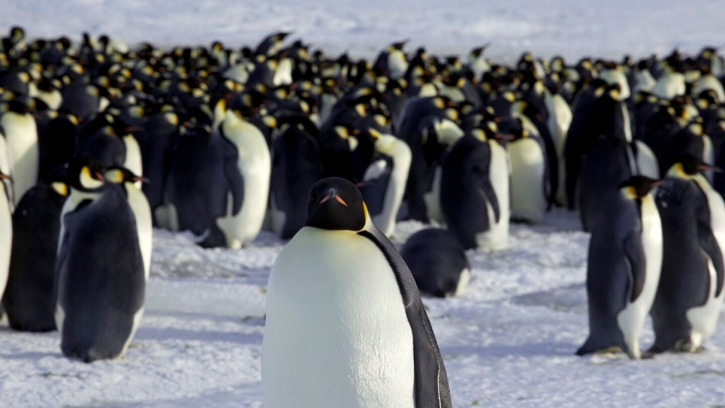 Un grupo de ping&uuml;inos en la Ant&aacute;rtida