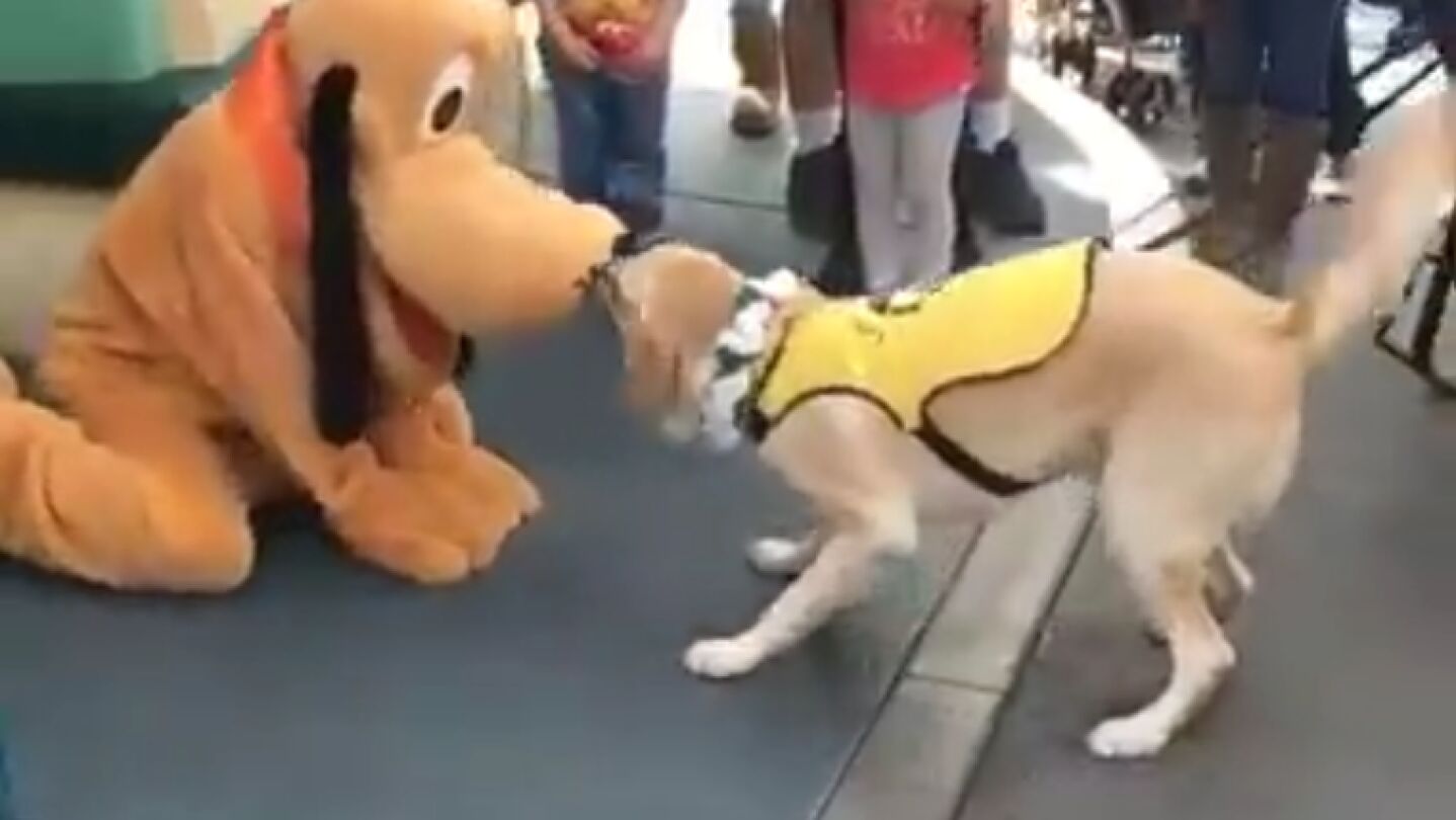 Pluto y un perro gu&iacute;a juguetean
