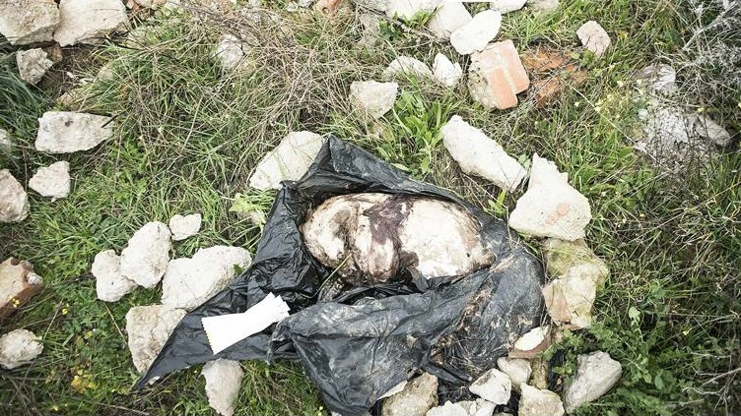 Galgo muerto tras ser maltratado en Fuensalida (Toledo) Galgo muerto tras ser maltratado en Fuensalida (Toledo)