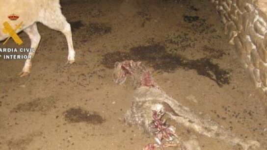 Imagen del estado de las ovejas en el interior de la nave