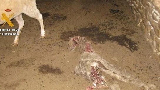 Imagen del estado de las ovejas en el interior de la nave Imagen del estado de las ovejas en el interior de la nave