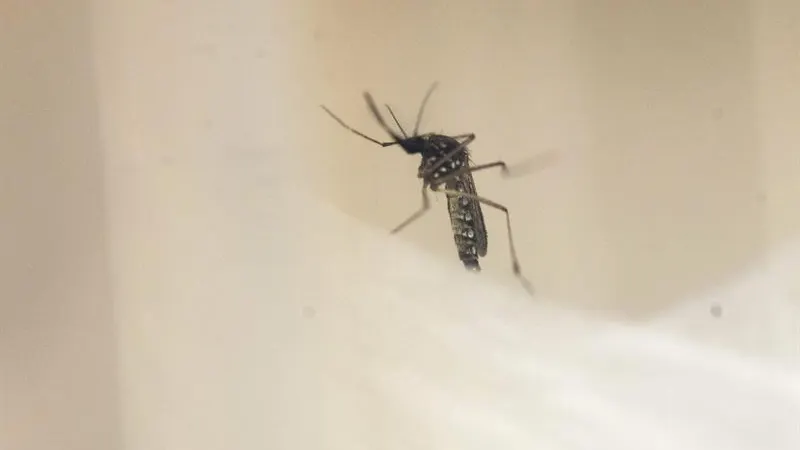 Un ejemplar del mosquito Aedes Aegypti, transmisor del dengue y el zika. Un ejemplar del mosquito Aedes Aegypti, transmisor del dengue y el zika.