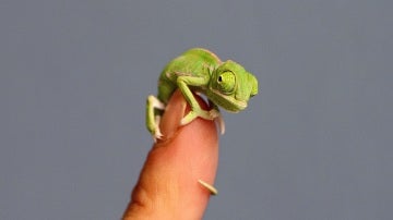 Camaleón pequeño